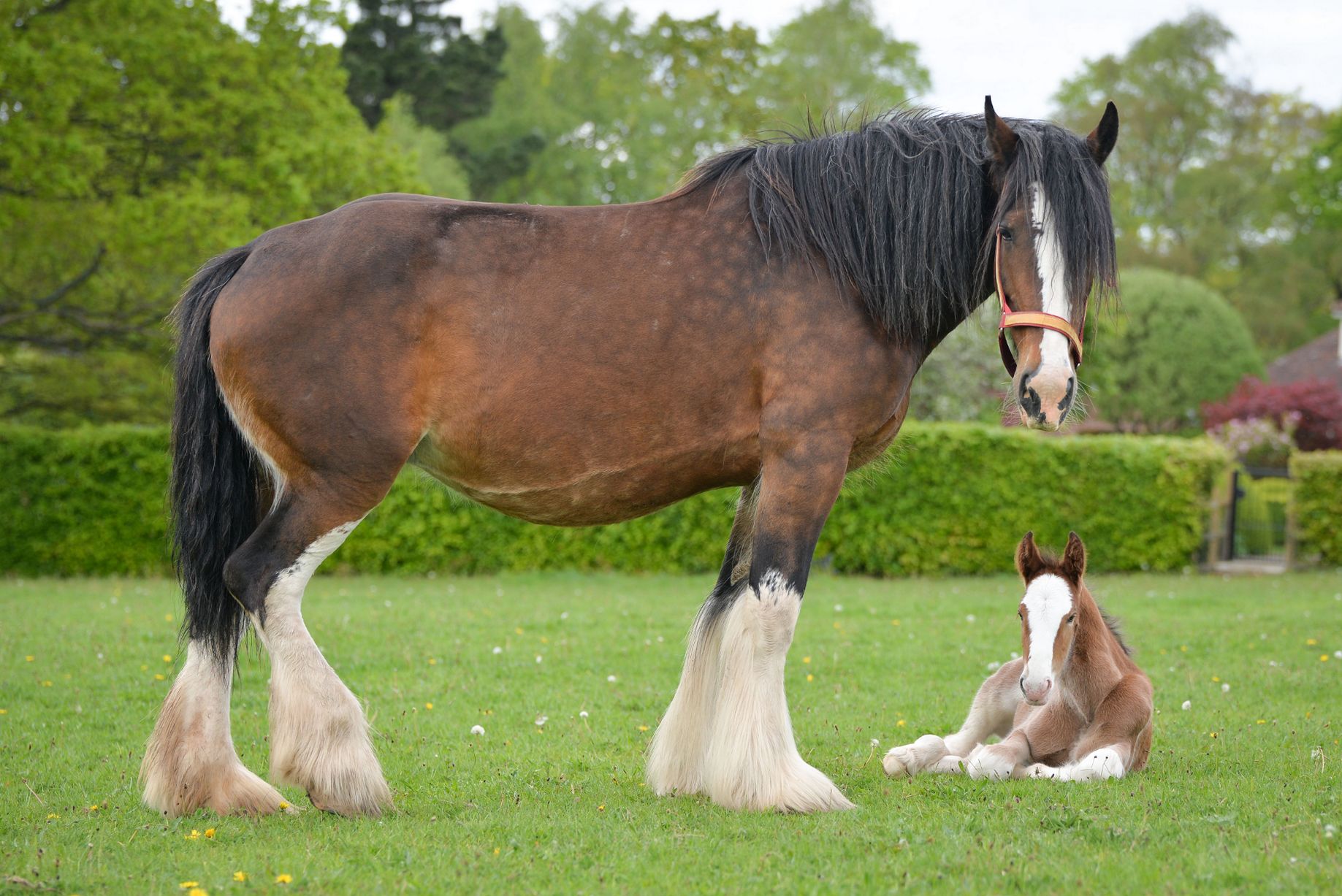 Shire Horses